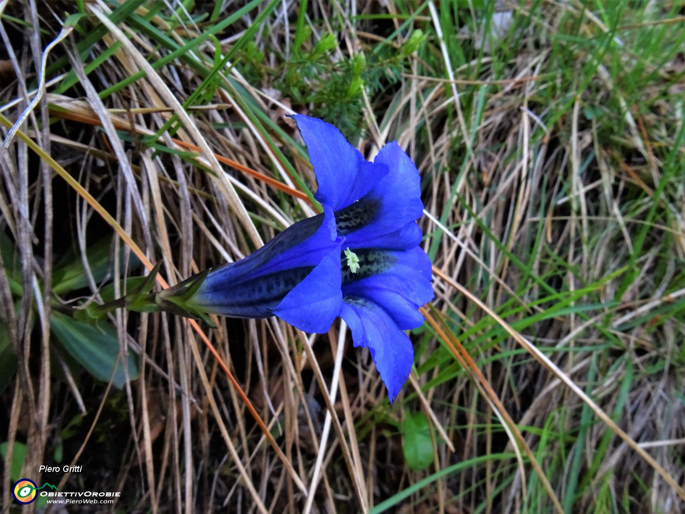 45 Gentiana clusii (Genziana di Clusius).JPG